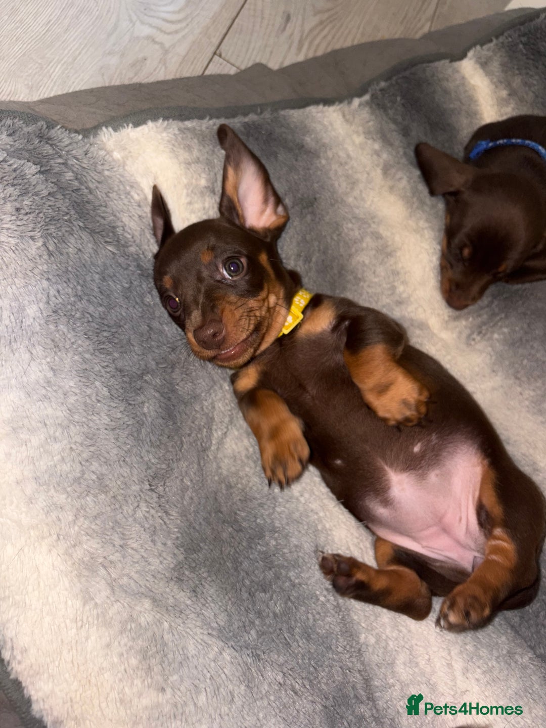 Miniature Dachshund dogs for sale: Miniature Dachshund Puppies  - Advert 5