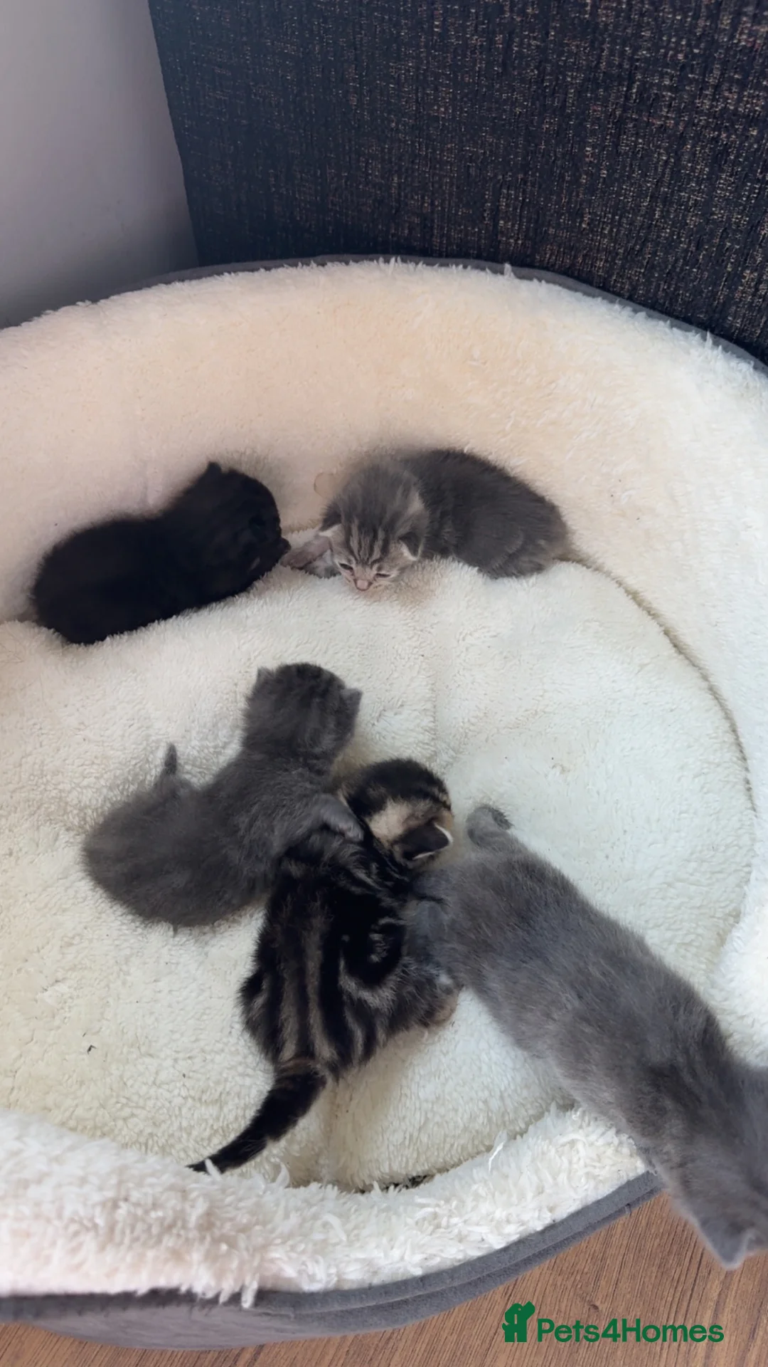 Mixed Breed cats for sale: British short hair kittens for SALE - Advert 6