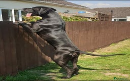 Great Dane dogs for stud: KC REG - health tested - Well proven in Wisbech - Image 2