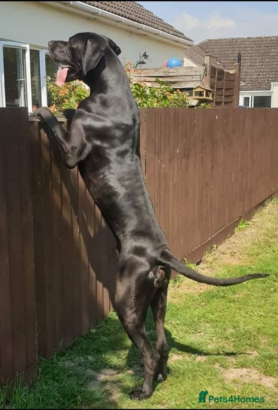 Great Dane dogs for stud: KC REG - health tested - Well proven in Wisbech - Image 2
