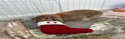 Mini Lop rabbits for sale: 2 Mini Lop Rabbits - 1 year old, bonded Pair  - Advert 8