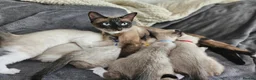 Snowshoe cats for sale: Rare pedigree snowshoe kittens - Advert 9
