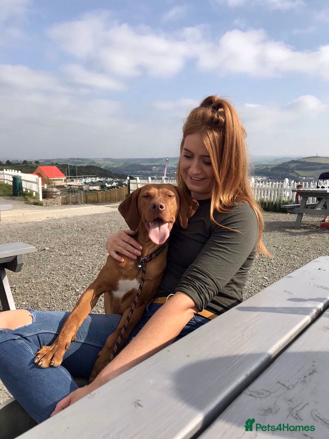 Hungarian Vizsla dogs for sale: Stunning Vizsla Puppies  - Advert 17