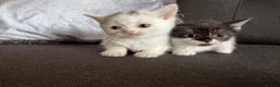 Perdoll cats for sale: Persian x Ragdoll kitten  - Advert 13