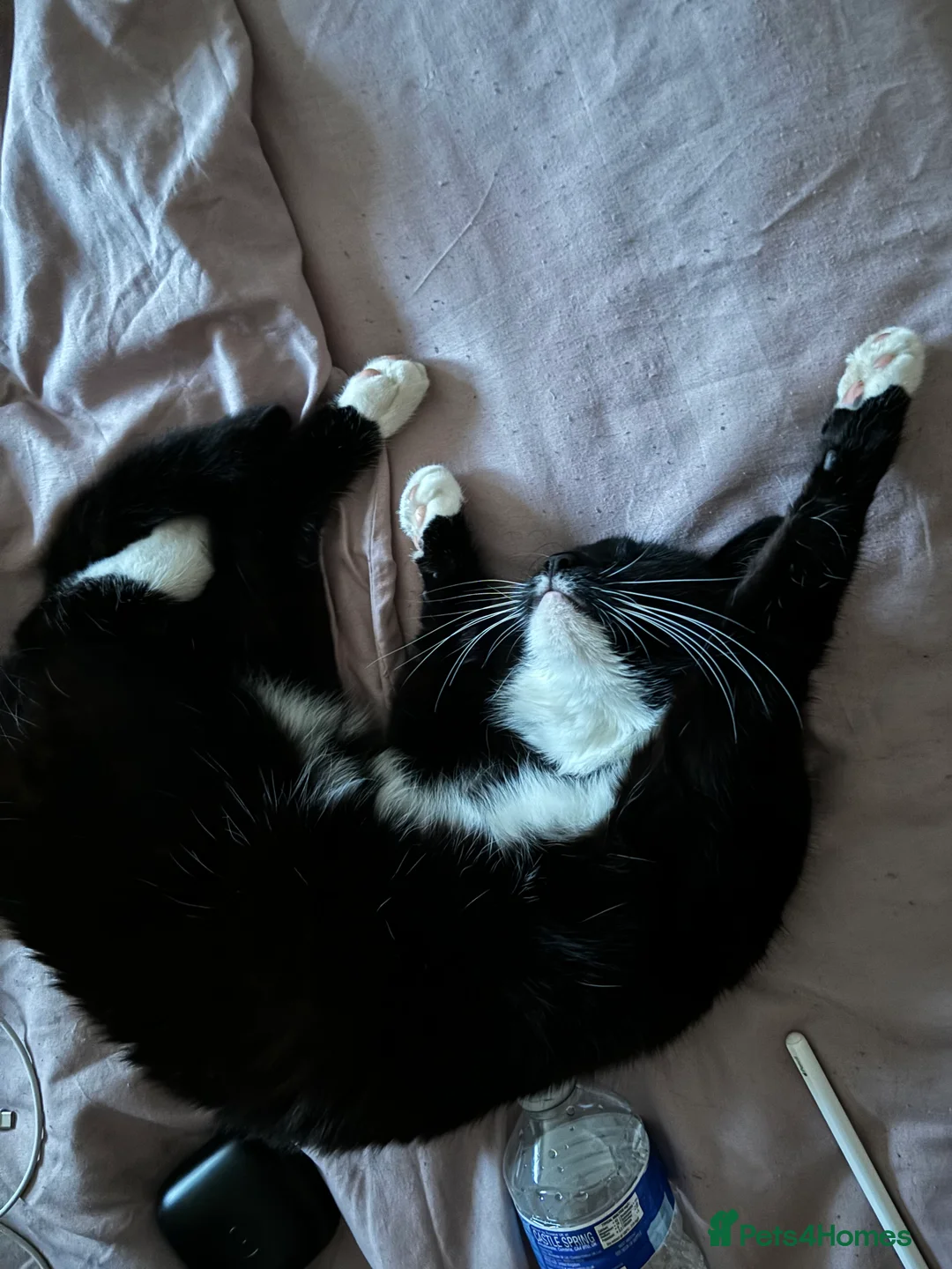 British Shorthair cats for sale: Beautiful British Shorthair Tuxedo - Advert 2