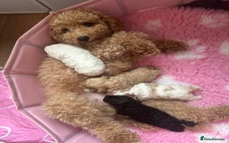 Cockapoo dogs for sale: F1BB Toy Cockapoo puppies - Image 25