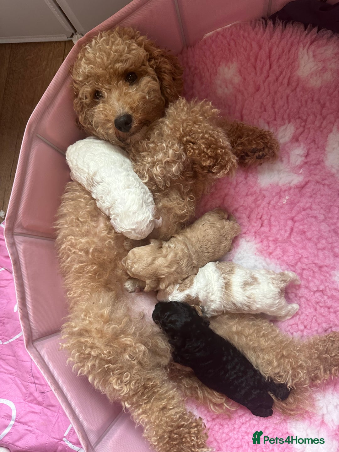 Cockapoo dogs for sale: F1BB Toy Cockapoo puppies - Image 25