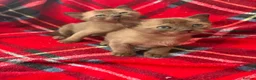 Burmese cats for sale: GCCF Pedigree Burmese kittens from East London  in Hornchurch - Advert 8