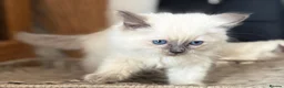 Ragdoll cats for sale: Ragdoll GCCF registered kittens - 9 weeks old - Advert 14