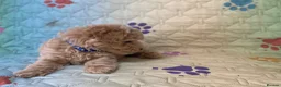 Maltipoo dogs for sale: Beautiful Maltipoo little boy - Advert 10