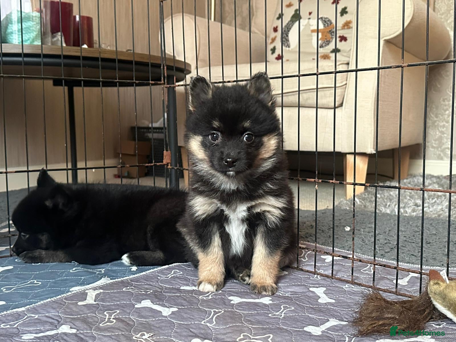 Pomsky dogs Ready now - small Fluffy Pomsky pups - Advert 17