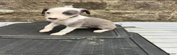 Lurcher dogs for sale: Bedlington whippet lurcher pups - Advert 3