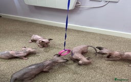 Sphynx cats for sale: Beautiful Pure Sphynx Kittens – Ready Now! - Image 33