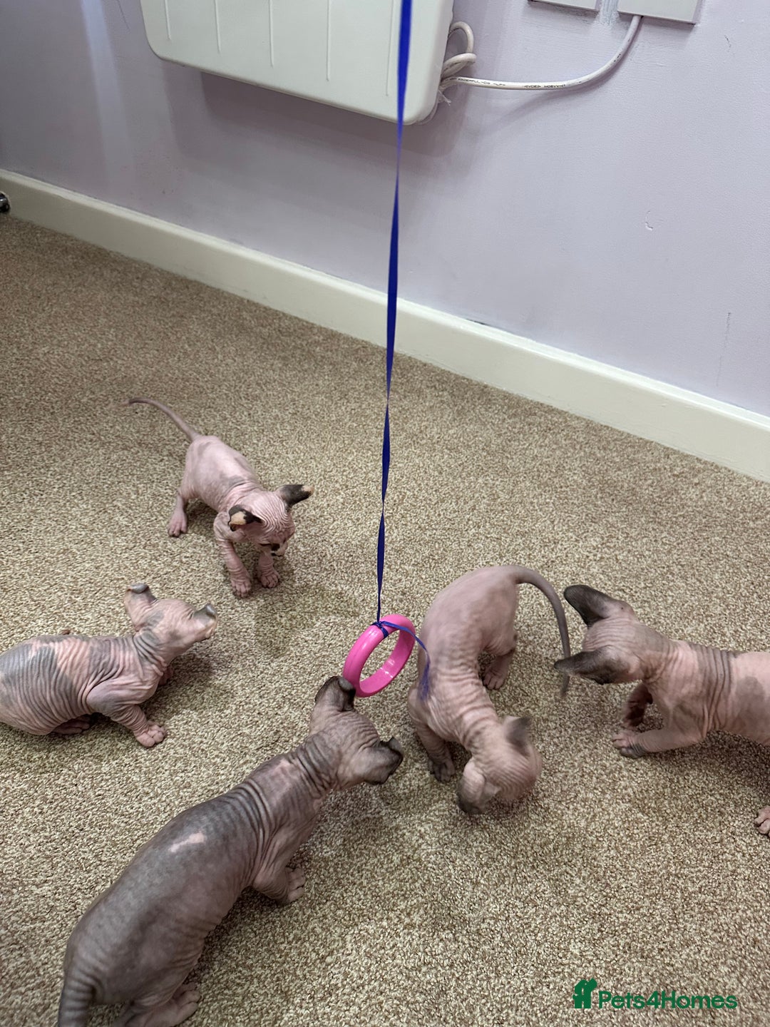 Sphynx cats for sale: Beautiful Pure Sphynx Kittens – Ready Now! - Image 33