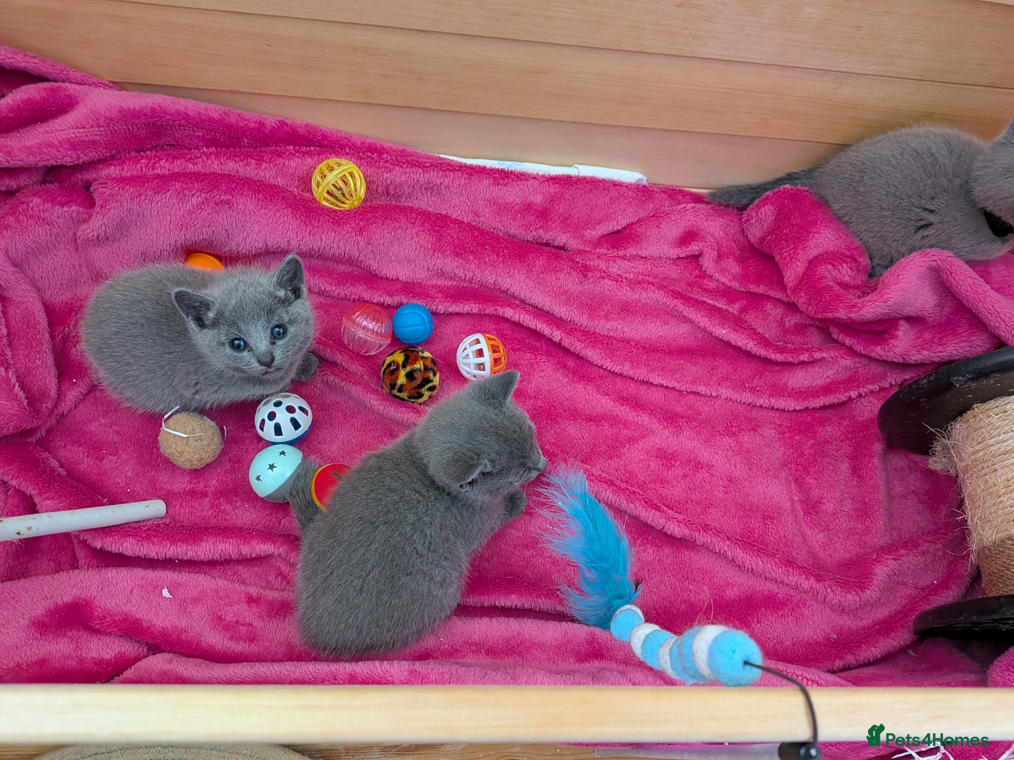 Russian Blue cats TICA Russian Blue pure Kittens 3 Girls 1 Boy  - Advert 2
