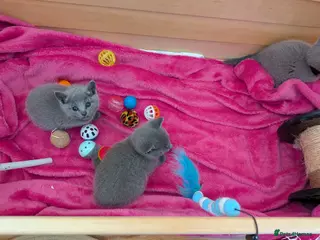 Russian Blue cats TICA Russian Blue pure Kittens 3 Girls 1 Boy - Advert 2