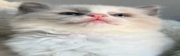 Ragdoll cats for sale: 🎖️GCCF🏆RAGDOLLS 11WKS **EXTENSIVE GENETIC TEST** - Advert 3