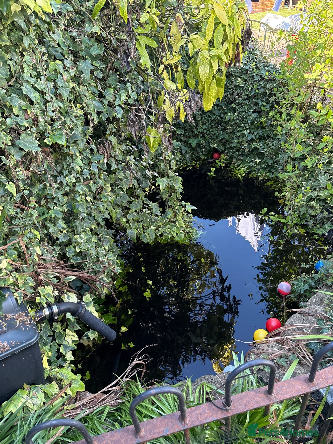 Goldfish fish for sale: Several large outdoor goldfish  in Southampton - Advert 1