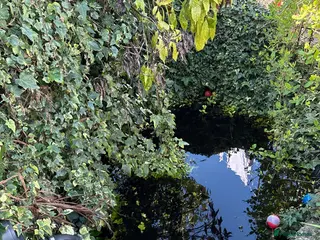 Goldfish fish Several large outdoor goldfish - Advert 1