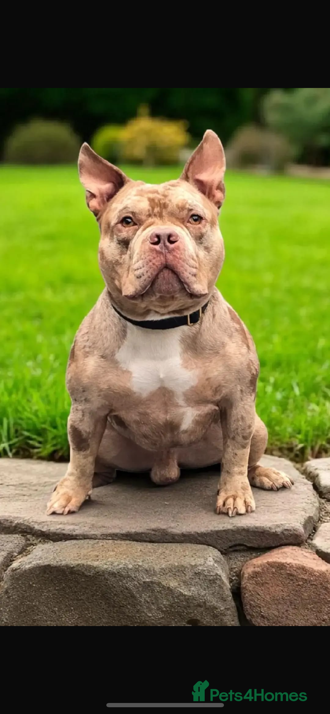 American Bulldog dogs for stud: AbkcAmericanChocolateTriMerleBULLY🇺🇸🍫🦍🧬🤩💙 - Image 4