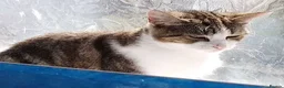 Mixed Breed cats for sale: Mixed breed cats - Advert 8