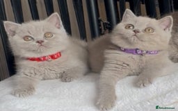 British Shorthair cats for sale: Beautiful Lilac BSH champion Line kittens - Image 17