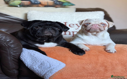 Pug dogs for sale: Pink Pug Girl Available - Image 6