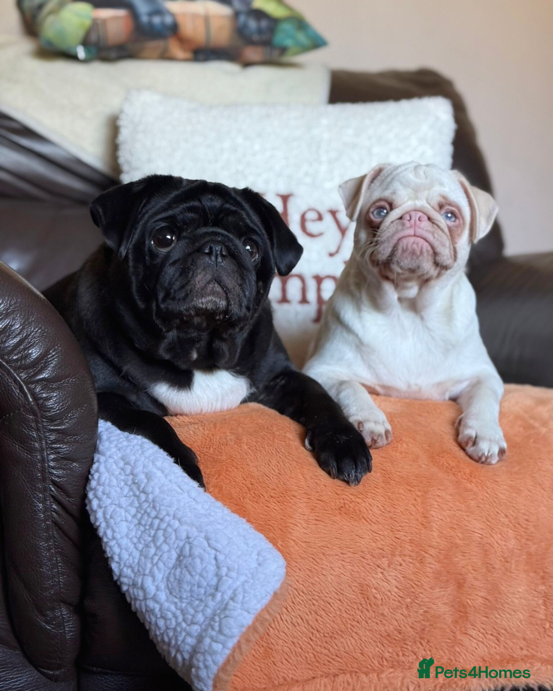 Pug dogs for sale: Pink Pug Girl Available - Image 6