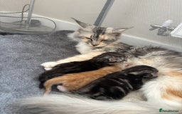 Maine Coon cats for sale: 3 beautiful Maine coon babies READY NOVEMBER - Image 3