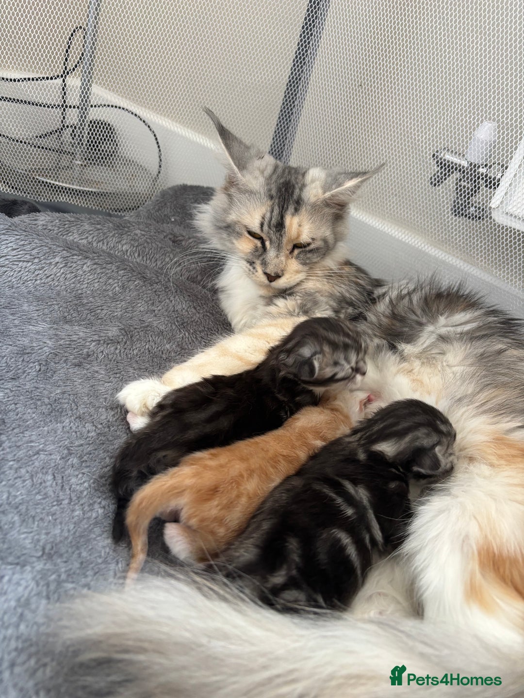 Maine Coon cats for sale: 3 beautiful Maine coon babies READY NOVEMBER - Image 3