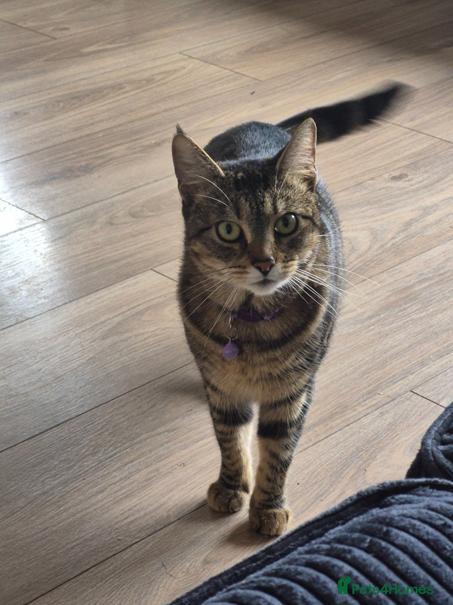 Mixed Breed cats Tilly - Advert 2