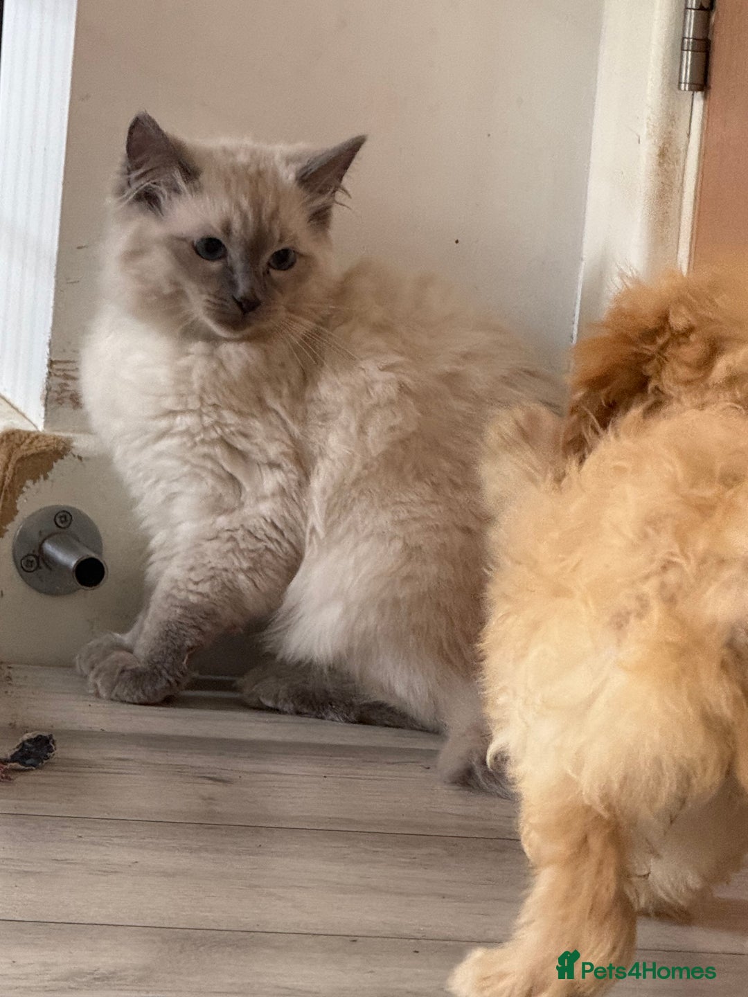 Ragdoll cats for sale: GCCF Ragdoll kittens beautiful litter  - Image 10