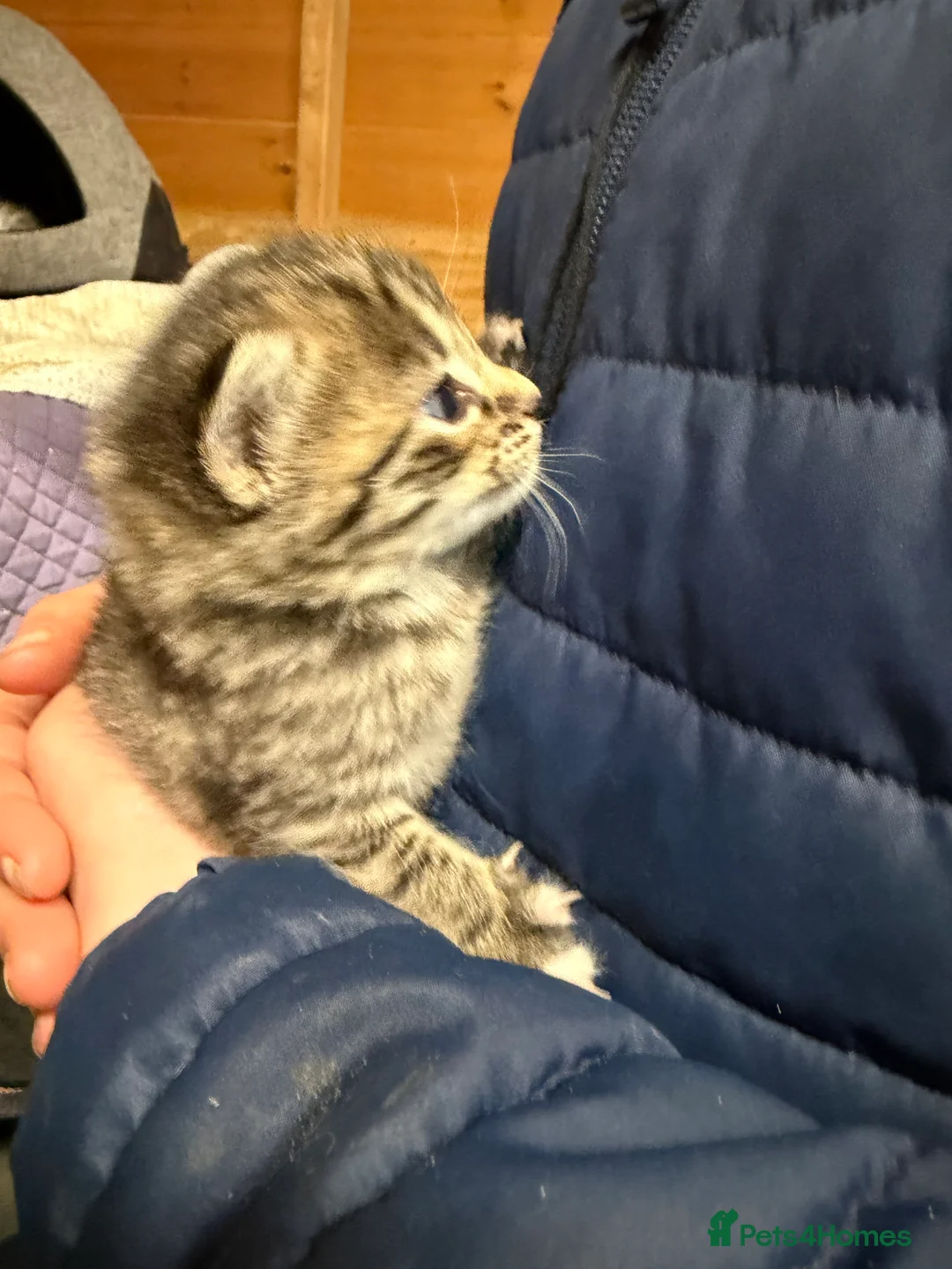 Mixed Breed cats for sale: Kittens  in Bordon - Advert 3