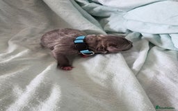 Staffordshire Bull Terrier dogs for sale: STAFFORDSHIRE BULL TERRIOR PUPPIES - Image 7
