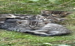 Bengal cats for sale: Beautiful farm reared bengals  - Image 1