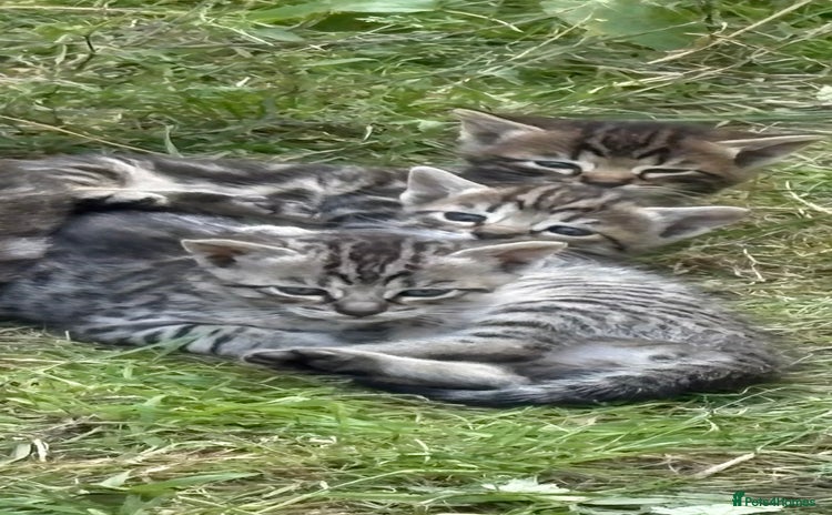 Bengal cats - Advert 13