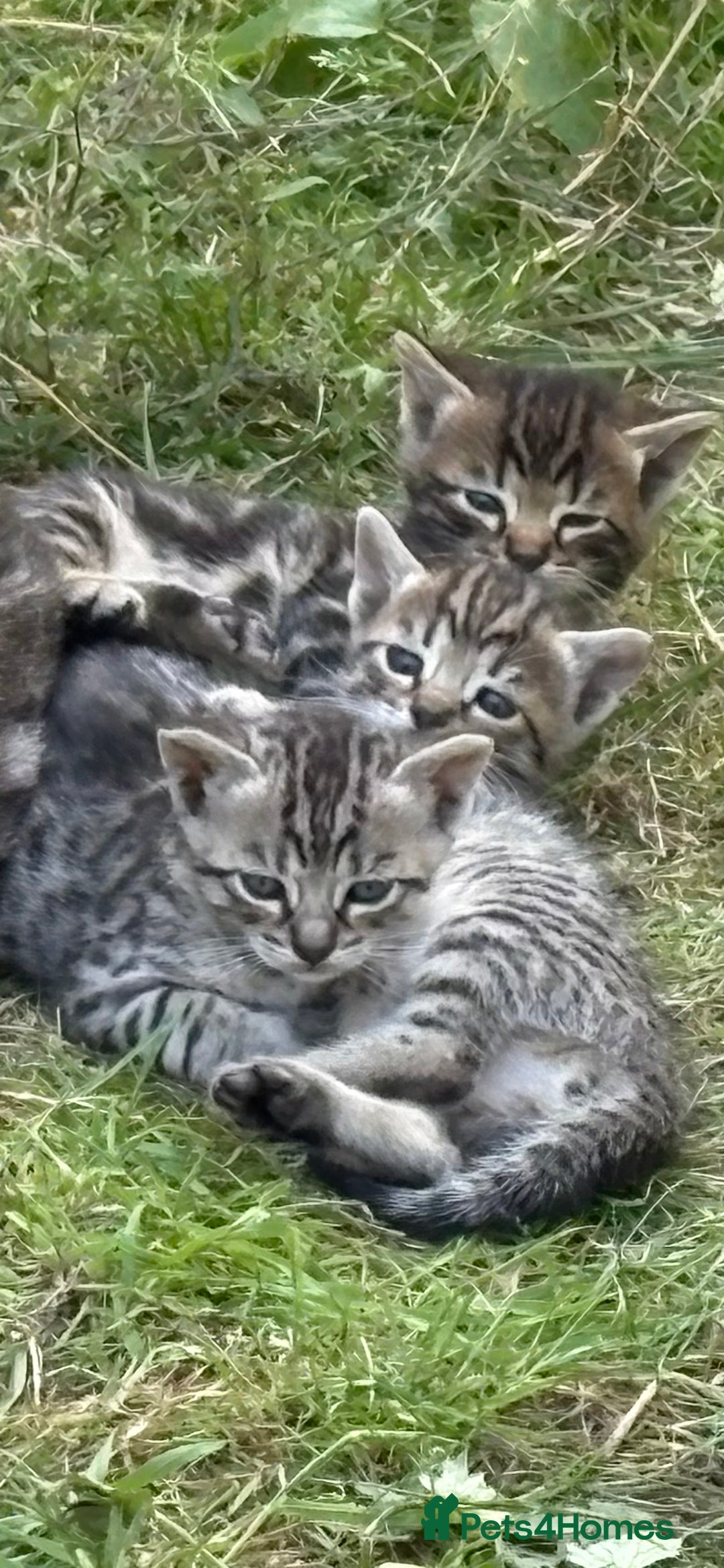 Bengal cats for sale: Beautiful farm reared bengals  - Image 1