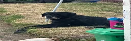 Labrador Retriever dogs for sale: Black Labrador Retriever Puppies 2 Boys & 2 Girls - Advert 8