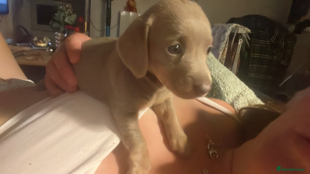 Miniature Dachshund dogs for sale: Beautiful miniature sausage dog puppies - Image 6