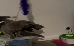 British Shorthair cats for sale: British Shorthair babies  - Image 5