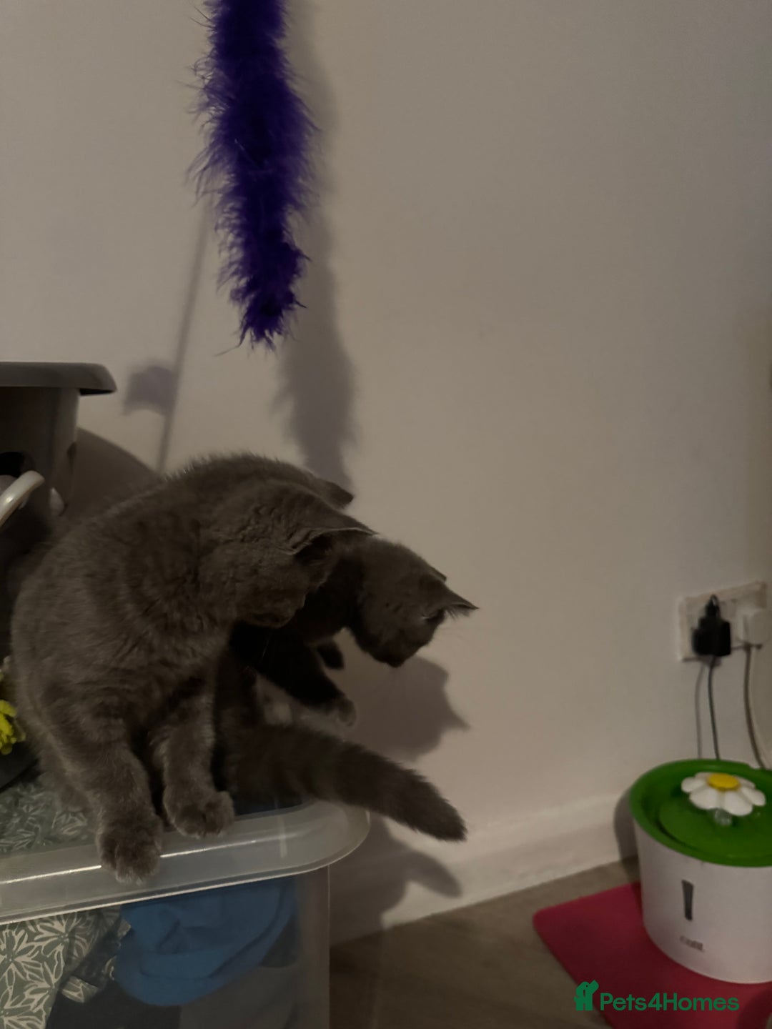 British Shorthair cats for sale: British Shorthair babies  - Image 5