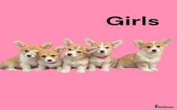 Welsh Corgi Pembroke dogs for sale: Health tested Quality Pembrokeshire Corgie Puppies - Image 1