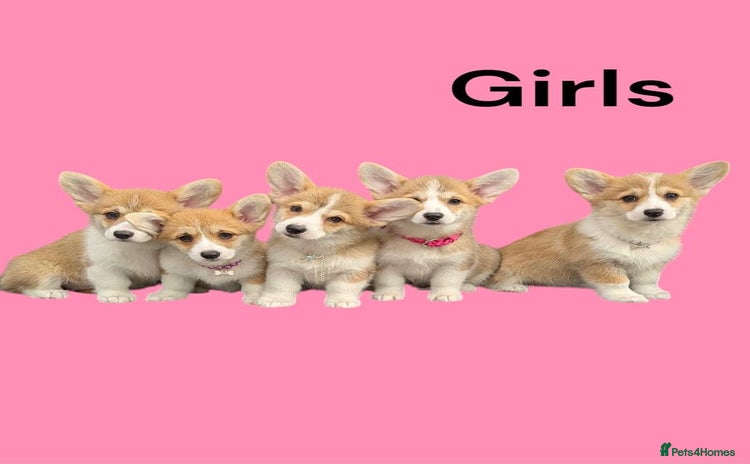 Welsh Corgi Pembroke dogs - Advert 1