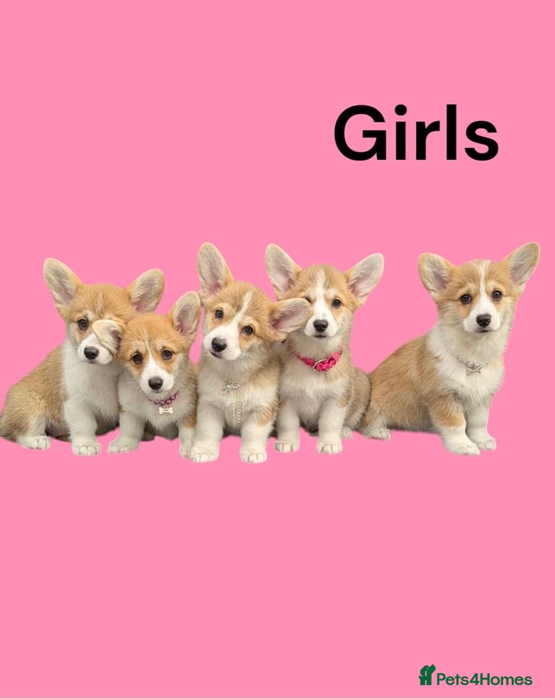 Welsh Corgi Pembroke dogs for sale: Health tested Quality Pembrokeshire Corgie Puppies - Image 1