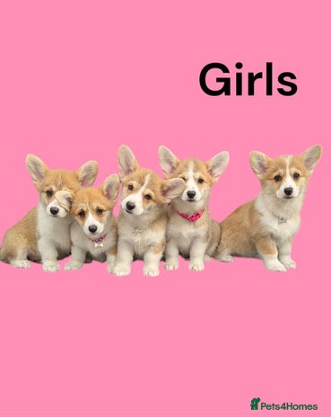 Welsh Corgi Pembroke dogs - Advert 1