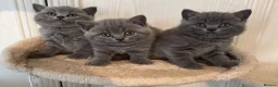 British Shorthair cats for sale: *READY NOW* Beautiful BSH Blue Boy – GCCF Reg - Advert 4