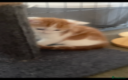 Mixed Breed cats for sale: Beautiful ginger and white kittens - Image 5