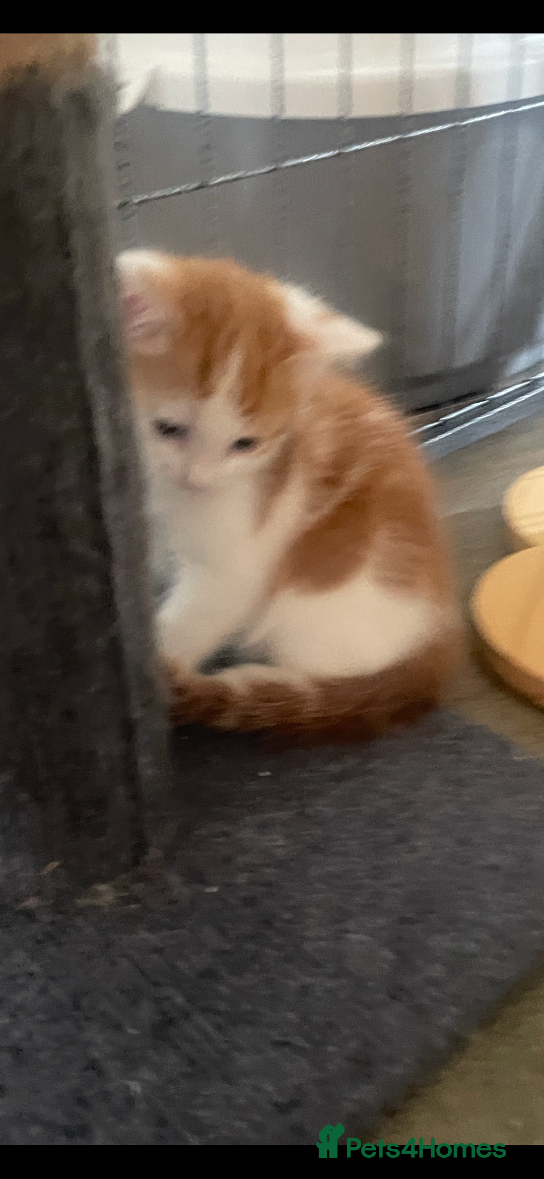Mixed Breed cats for sale: Beautiful ginger and white kittens - Image 5