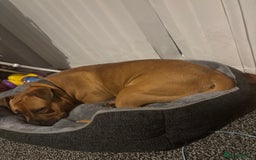 Mixed Breed dogs for sale: Male staffy cross  - Advert 2