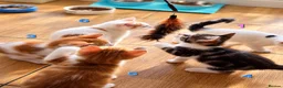 Mixed Breed cats for sale: 🐾 6 Adorable & Playful Kittens - 1 Girl & 5 Boys - Advert 11